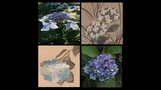 “Painting Edo” at the Arnold Arboretum: Hydrangeas