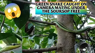 😱 OMG GREEN SNAKE CAUGHT ON CAMERA MATING UNDER THE SOURSOP TREE!