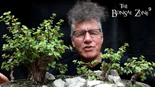 Pruning My Portulacaria afra Forest, The Bonsai Zone, July 2022