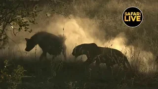 safariLIVE - Sunrise Safari - June 29, 2019