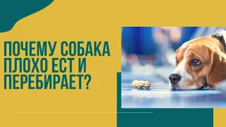 Почему собака плохо ест? Почему собака то ест, то нет? перебирает едой?