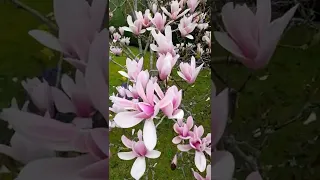 Stunning Magnolia Soulangeana Tree in Full Bloom