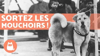 L'INCROYABLE histoire de HACHIKO, le chien fidèle 🐶