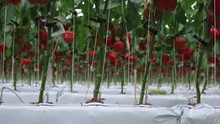 Bell peppers Smart farm...