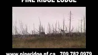 Pine Ridge Lodge Newfoundland Spot and Stalk Black Bear Hunt