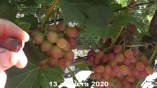 Сорт винограда "Багровый" - сезон 2020 # Grape variety "Bagrovy`j" - season 2020