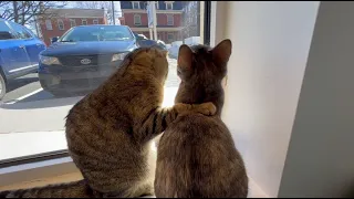Kittens enjoy each others company