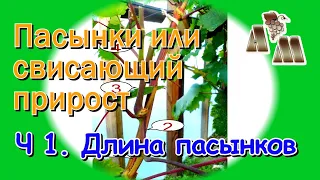 🍇 Длинные пасынки или свисающий прирост винограда? Часть 1 - Оптимальная длина пасынков