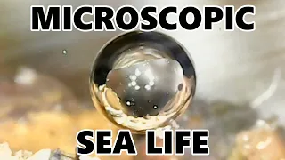 Microscopic Sea Life in a Closed Ecosystem