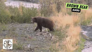 African PH Hunts Alaskan Brown Bear