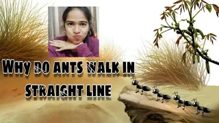 Never thought! Why do Ants Walk in a Straight Line | Interesting facts #2020