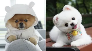 💥Tik Tok Chó Phốc Sóc Mini ✨ Funny and Cute Pomeranian #2