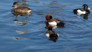 Ten Red-Crested Pochards