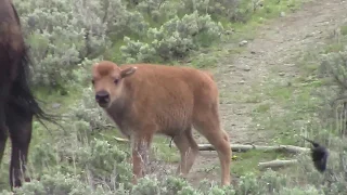 Baby Bison Playing in Yellowstone National Park