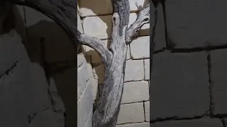 Дерево из гипса