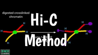 Hi-C Method | Hi-C Analysis Of Genome | Chromosome Capture |
