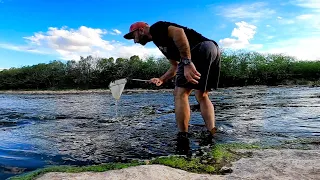 Explorando bello arroyo, "Muchas especies", ACUARIO URBANO, PESCA URBANA