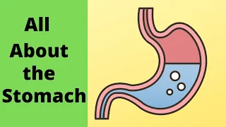 All about the stomach