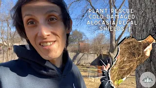 Plant Rescue: Alocasia Regal Shields (Cold Damage + Propagation Tips)