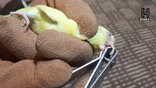 How to trim a budgie's beak