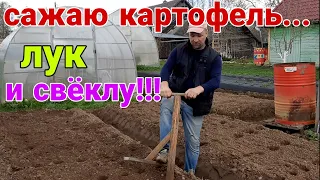 Посадка картофеля на гряды. А так же лук, свёкла и горох. Ох!!!