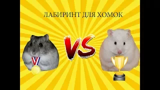 ЛАБИРИНТ ДЛЯ ХОМЯКОВ/ КТО ПОБЕДИТ?