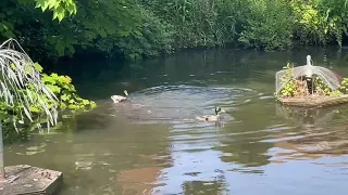 Дикие утки купаются и ныряют в городском пруду 🦆 Англия, Богнор (ducks in the city pond) uk travel