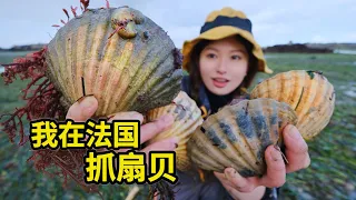 在法国抓扇贝，30只巨大扇贝轻松捡，黄油蒜香海鲜美味！| 法国 | 赶海 | 扇贝 | 户外 | 海鲜 | 美食 |