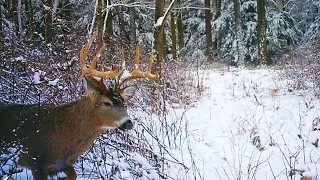 Flintlock Rifle Deer Hunting 2024 - Bucks In The Snow - The Big Buck On Trail Camera! Pennsylvania