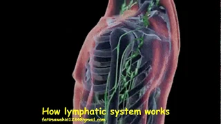Lymphatic system all you need to know