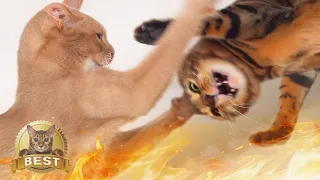격렬한 고양이 싸움 하이라이트ㅣDino cat