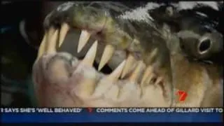 Giant 50 kg.Piranha Monster Fish was catch by 2 fisher man What a Catch?C H 7 News.