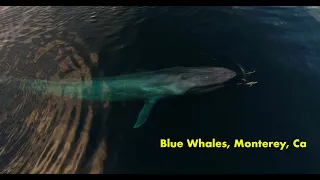 Largest Animal On The Planet | Blue Whale | Monterey bay, California