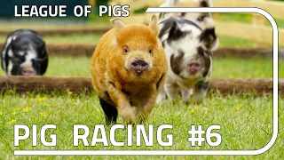 League of Pigs - Season 2 - Round 2!