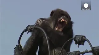 Mono muere electrocutado.