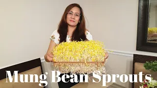 How to Grow Beautiful Mung Bean Sprouts | Tinderang Pinay Sa Maryland