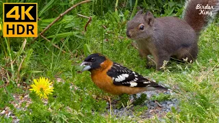 Cat TV for Cats to Watch 😺🌼 Beautiful Summer Birds and Squirrels 🐦 8 Hours(4K HDR)