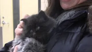 A season of giving, a season of thanks...Smokey the kitten goes to foster care.