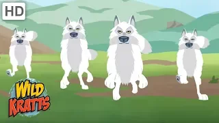 Wild Kratts - Showcasing Beautiful Animals #3 | Kids Videos