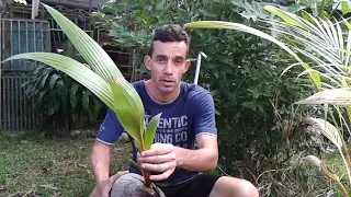 COMO GERMINAR EL COCO Y SEMBRARLO