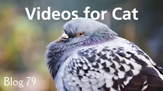 Videos and Sounds for Cats : Garden Birds Extravaganza #79