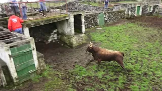 JAF - Touros Perigosos (Puros 2022) - Dangerous Pure Bulls - Terceira Island - Azores - Portugal