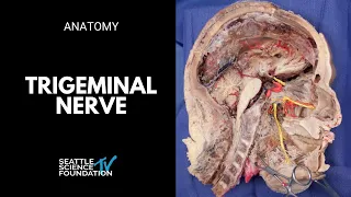 Trigeminal Nerves