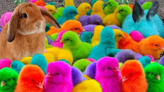 Tangkap Ayam Lucu,Ayam Warna Warni,Ayam rainbow,Ayam Pelangi, Bebek,kucing,Kelinci,Dunia Hewan Lucu