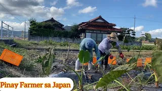 Pinay Naka Pag asawa ng Japanese naging Farmer sa Japan/Pinay Farmer sa Japan Inday Abel Bisaya