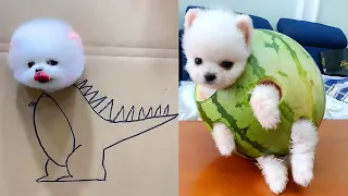 LAS MASCOTAS más DIVERTIDAS 🤣😂, ANIMALES MAS GRACIOSOS PARTE 6