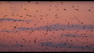 The world's largest mammal migration at Kasanka National Park, Zambia