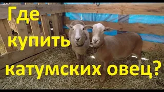 Где купить катумских овец?