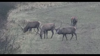 Sudecka Ostoja 60/2020. Polowanie na jelenie byki. Deer hunting in Poland.