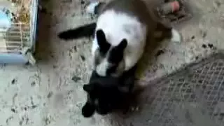 Cat Attacks Rabbit Guess what happens